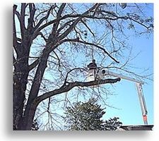 Bucket Truck in Tree